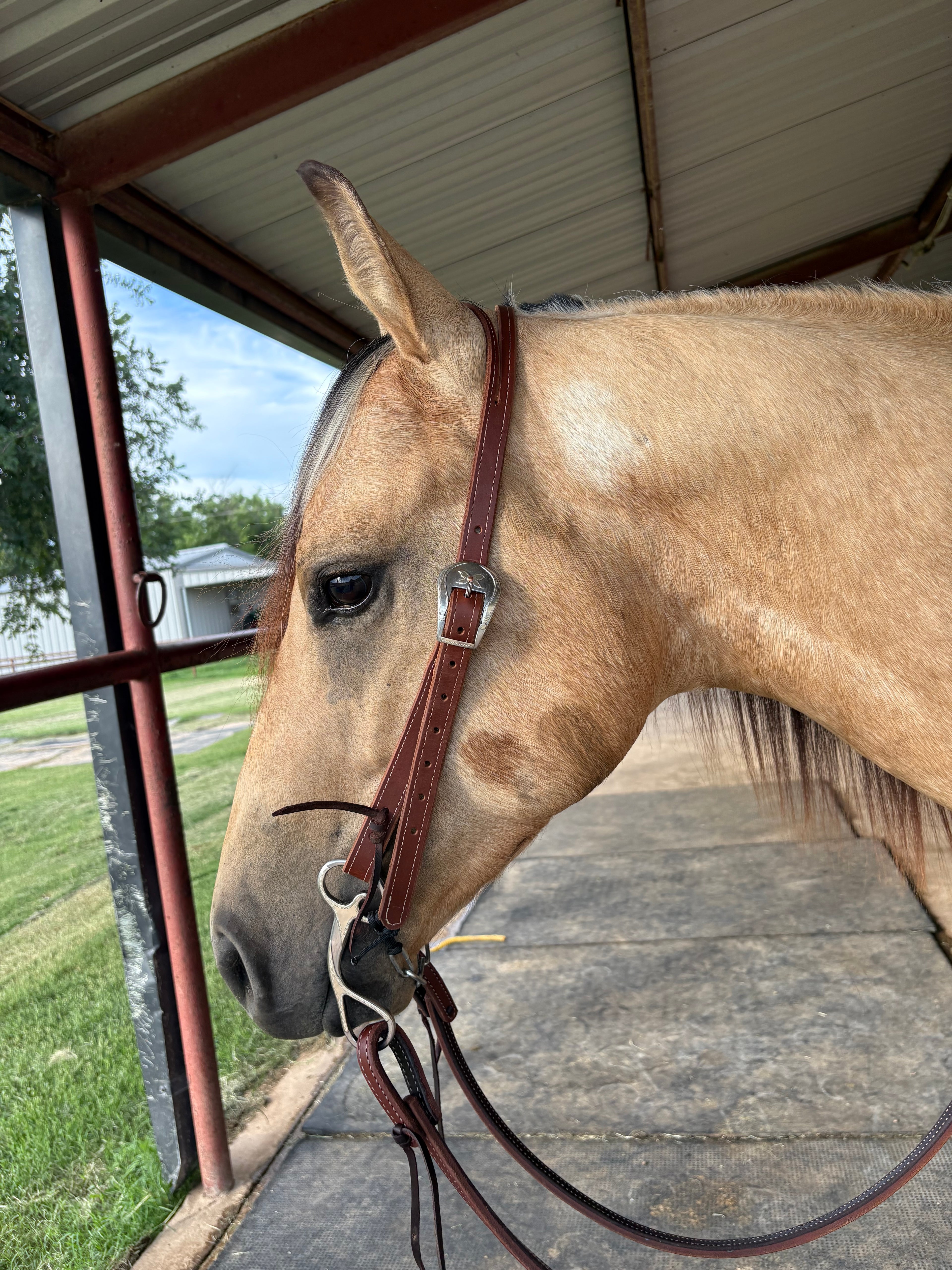 3/4” Split Ear Headstall