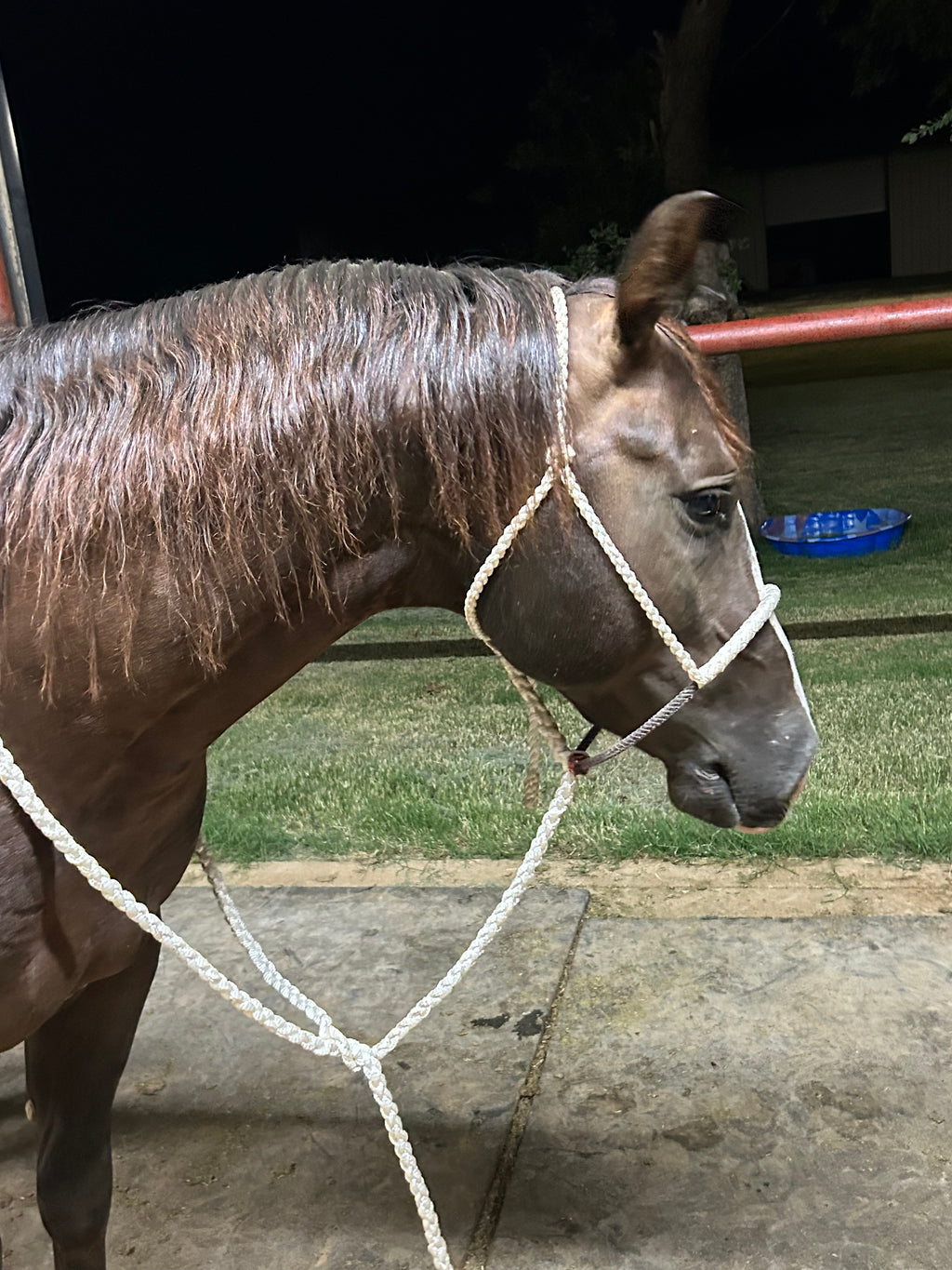 Hand Braided Mule Tape Halters