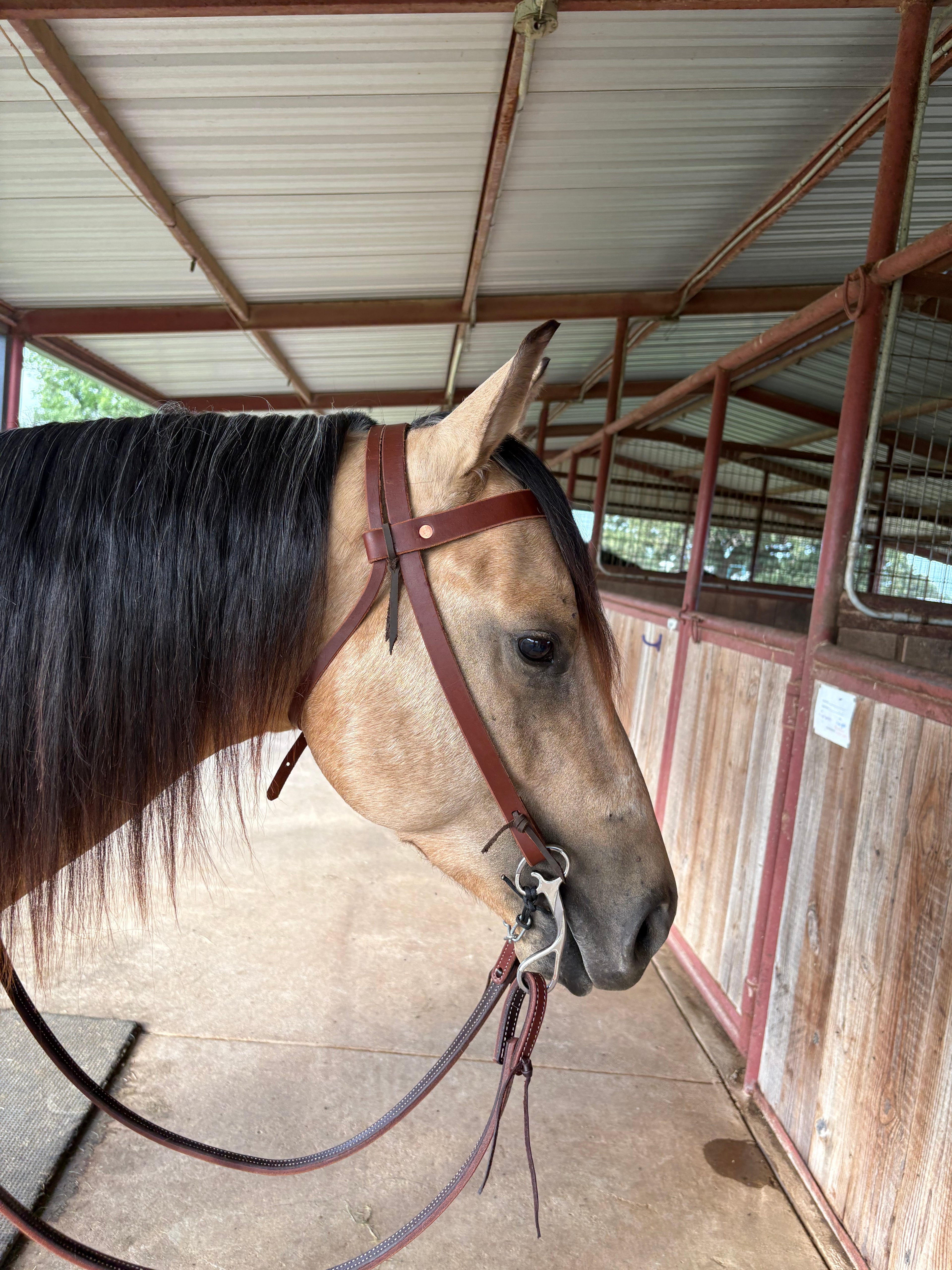 3/4” Browband Headstall