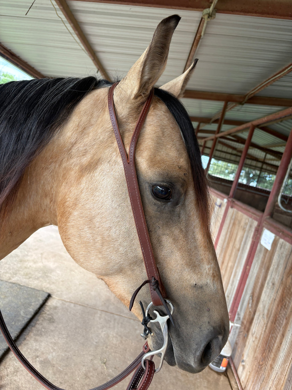 3/4” Split Ear Headstall